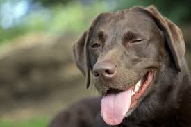 Weimaraner puppies available in august! Wallpaper Labrador Retriever Weimaraner Puppy Vertebrate Snout Dog Like Mammal Dog Breed Muzzle Protruding Tongue Chesapeake Bay Retriever 1920x1280 Wallhaven 585819 Hd Wallpapers Wallhere