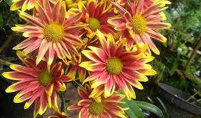 Maybe you would like to learn more about one of these? Tampilkan Gambar Bunga Krisan