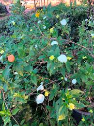 Image result for Mussaenda rivularis