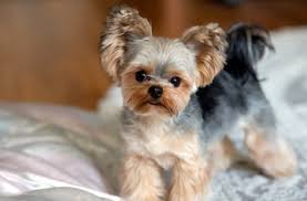 Image result for yorkshire haircut