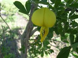 Image result for Crotalaria capensis