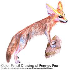 Cartoon fox drawing easy for beginners and everyone. Fennec Fox Colored Pencils Drawing Fennec Fox With Color Pencils Drawingtutorials101 Com