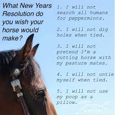 Horses New Year Resolutions Horses Funny Horses Horse Quotes