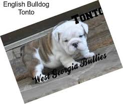 It takes a team and relationships with people who love bulldogs and want to help the breed. English Bulldog Puppies For Sale In Georgia Agriseek Com
