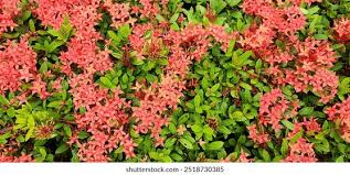 Image result for Ixora longipedunculata