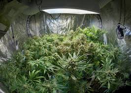 Maybe you would like to learn more about one of these? Best Temperature For Cannabis Plants Weedseedshop