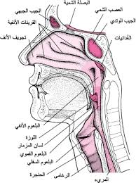 الأنف والجيوب اضطرابات الأذن والأنف والحنجرة دليل Msd الإرشادي إصدار الم ستخد م
