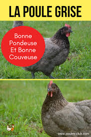 Poule Grise Cendree Limousine Bleue De France Poules Races Poule De Race Races De Poules Pondeuses