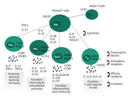 Cytokines are peptides and cannot cross the lipid bilayer of cells to enter the cytoplasm. Cytokines Definition