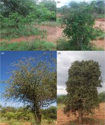 Image result for Balanites pedicellaris