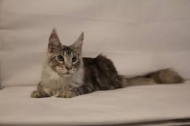 Maine Coon Belarus Home Facebook