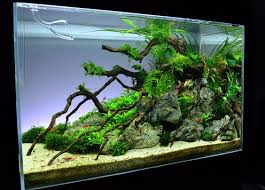 70 Inspirasi Aquascape Dekorasi Cantik Aquarium Masa Kini Rumahku Unik