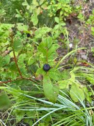 Image result for Vaccinium madagascariense