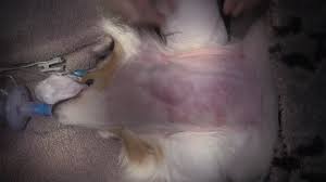 The best thing for you to do is giving your pet comes to the veterinary clinic to be diagnosed correctly by the doctor. Live Stream Thyroid Carcinoma Removal Dog Dr Simcock Youtube