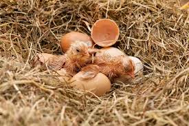 Pregnancy and new parenthood with humor & honesty. What To Feed Baby Chickens After Hatching A Helpful Guide