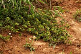 Image result for Acanthospermum australe