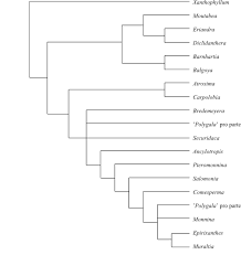 Image result for Carpolobia goetzei