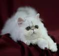 Exotic Shorthair Kittens - Mt. Baker Exotic Shorthairs