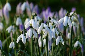 Check spelling or type a new query. 9 Types Of Bell Shaped Flowers Dengarden