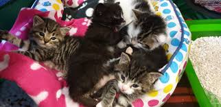 Tica registered 12 weeks old bengal short hair kittens ready for sale. Rejected Two Week Old Christmas Kittens Need Round The Clock Care Katzenworld