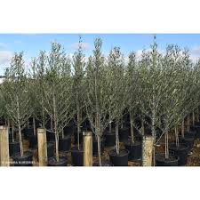 Image result for Olea woodiana