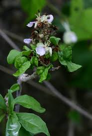 Image result for Rotheca wildii