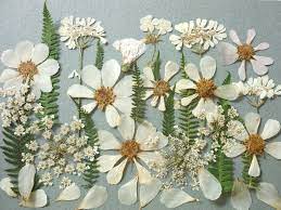 How to cast dried flowers into resin. Dried Flowers For Resin Pressed Flower Art White Flower Etsy Dried And Pressed Flowers Pressed Flower Art Pressed Flowers