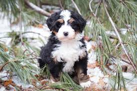 Their mother, jersey, is a bernese mountain dog and their father, parker, is a poodle. Midwest Bernedoodles Your Perfect Companion Dog