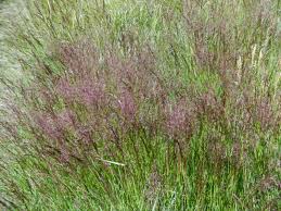 Image result for Agrostis