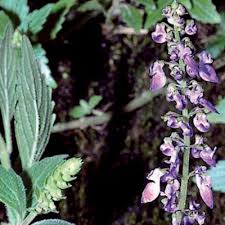 Image result for Plectranthus chimanimanensis