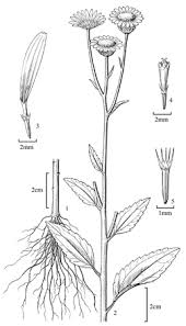 Image result for Anisopappus chinensis