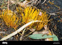 Image result for Psilotrichum scleranthum