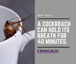 Get directions, reviews and information for affordable pest control in eagle pass, tx. Border Pest Control Pest Control Service Eagle Pass Texas Facebook 62 Photos