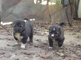 satilik kafkas coban yavru kopek ilani yavru kopek kopek coban kopegi