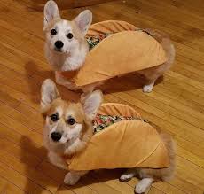 These Are The Tacos I Need In My Life Imgur Cute Funny Dogs Cute Animals Funny Dog Pictures