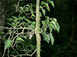 Image result for Begonia longipetiolata