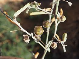 Image result for Sida serratifolia