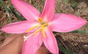 Image result for Zephyranthes minuta