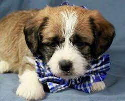 Pug And Poodle Pug A Poo Mixed Breed Puppies Pug Mixed Breeds Pug Mix