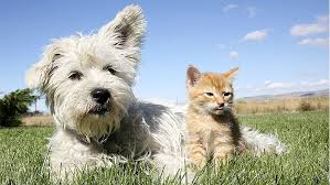 Bildresultat för cat and dog