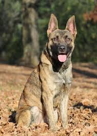 In the early 19th century, the gsd was part of a trio of herding dogs that reigned supreme in europe. Dog For Adoption Jace A Dutch Shepherd Mix In Nashville Tn Petfinder