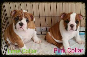 All of our english bulldog puppies for sale are raised by and with our family and around our children in our home. Akc English Bulldogs For Sale In Greensboro North Carolina Classified Americanlisted Com