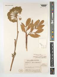 Image result for Physotrichia