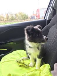 Miss You When You Were Right Next To Me Going For A Ride Collie Puppies Border Collie Puppies Border Collie