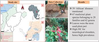 Image result for Solanecio cydoniifolius