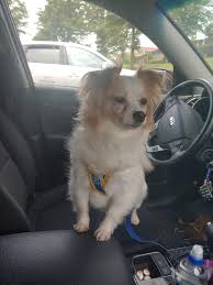 Wip long haired chiwawa soft mount. This Is Phoebe I Think She S A Papillion Long Hair Chihuahua Mix Papillon