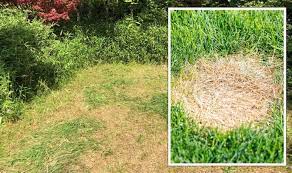 Follow these simple steps to repair the patches in your lawn. Gardening Expert Shares How To Repair Bare Patches In Your Lawn Quickly And Easily Express Co Uk