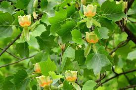 The tulip poplar is also known as the tulip tree or the yellow poplar. Identifying Yellow Poplar Tree In North America