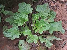 Image result for Plantago palmata