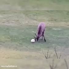 Bird Bouncing Golf Ball On Concrete Scoooooooore Video Funny Animals Cute Baby Animals Funny Animal Pictures